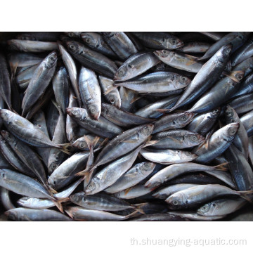 ปลาแมคเคอเรลปลาแช่แข็งจีน 16-20 ซม. 20-25 ซม.